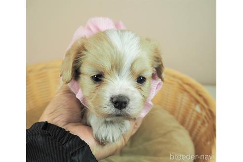 成約済の埼玉県のミックス犬-161205の1枚目